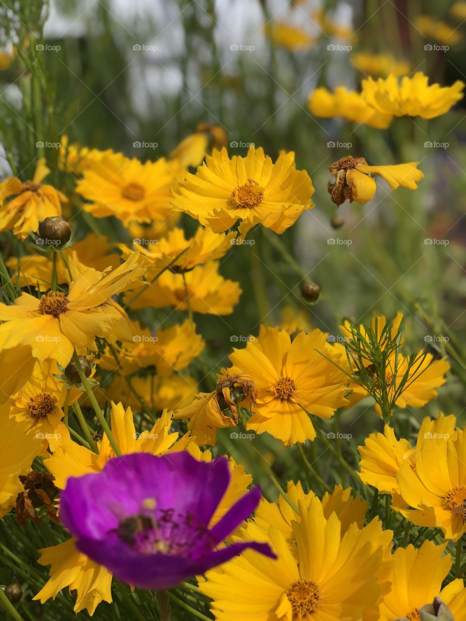 Wildflower Garden! Colorful, Natural Beauty 