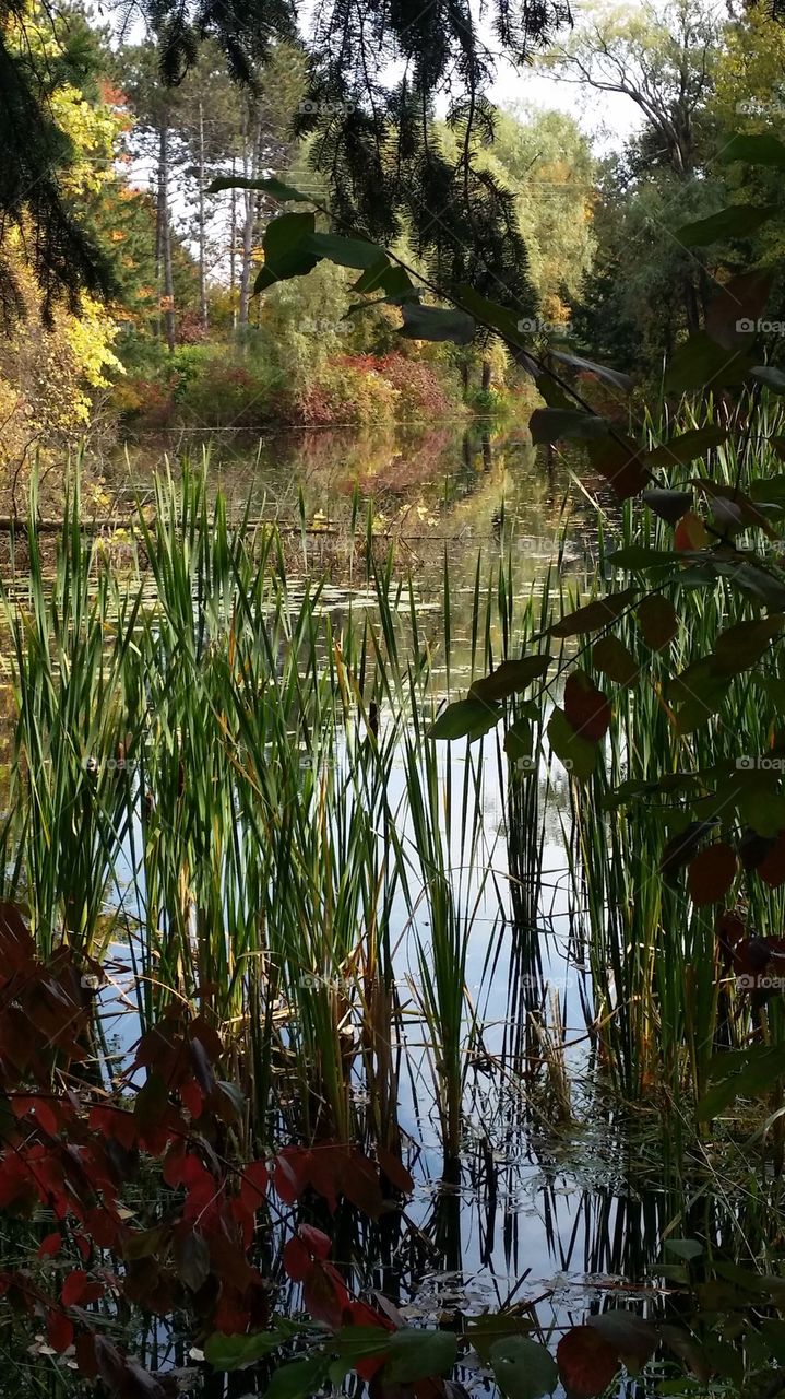autumn pond 2