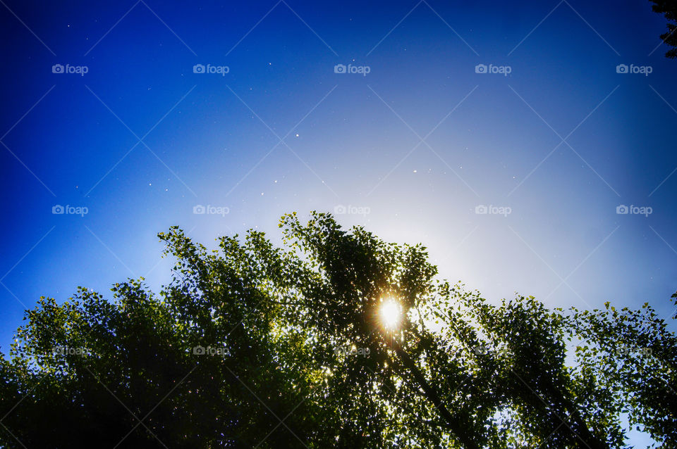 Bloom light on tree. pollen