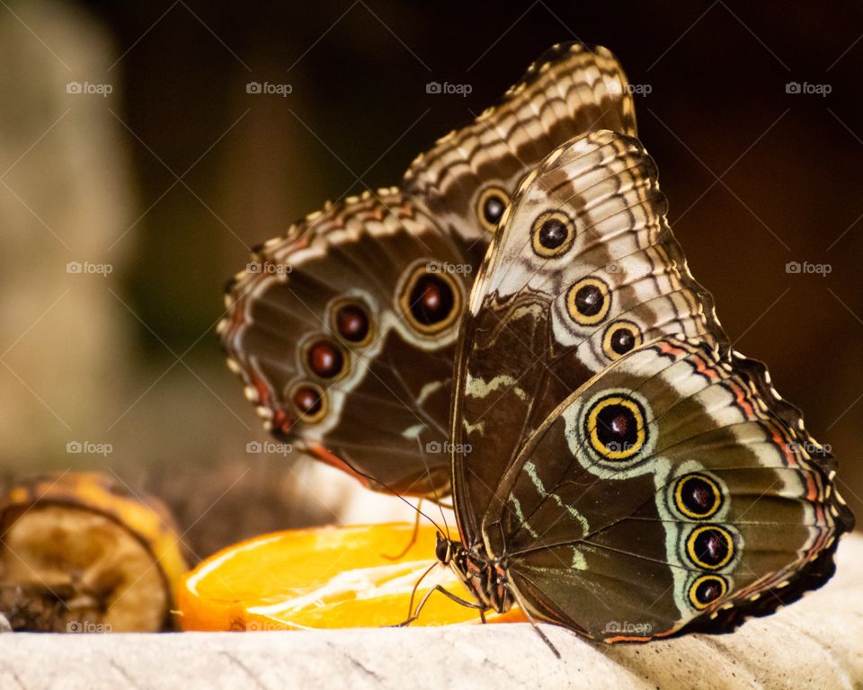 Butterfly eating orange 🍊
