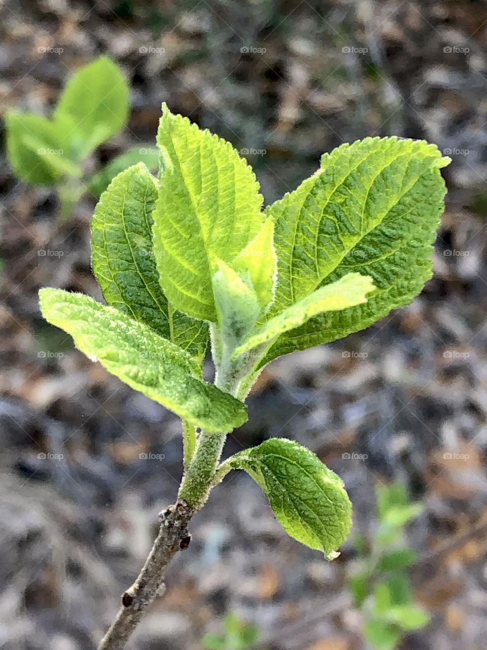 New leaves sprouting up everywhere here at the ranch in Texas. The morning sun barely touching this little bud! 