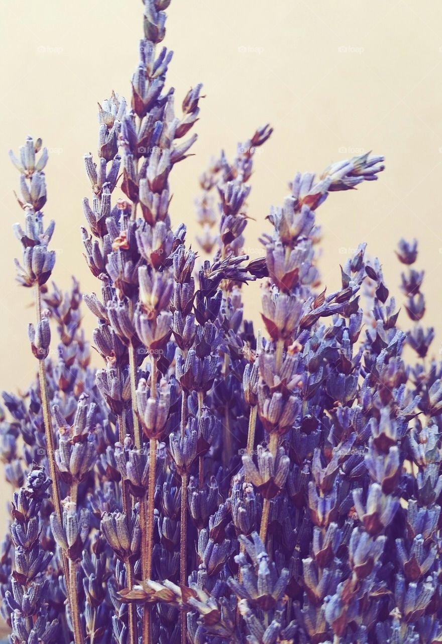 Close-up of lavender flowers