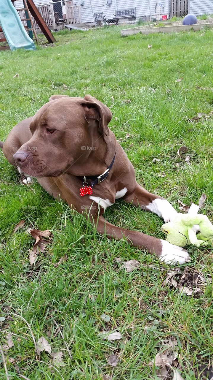 Remy and the frog2. my pit bull loves his frog & carries it outside
