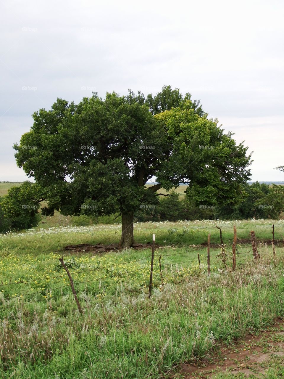 a lone tree in the countryside along the road.