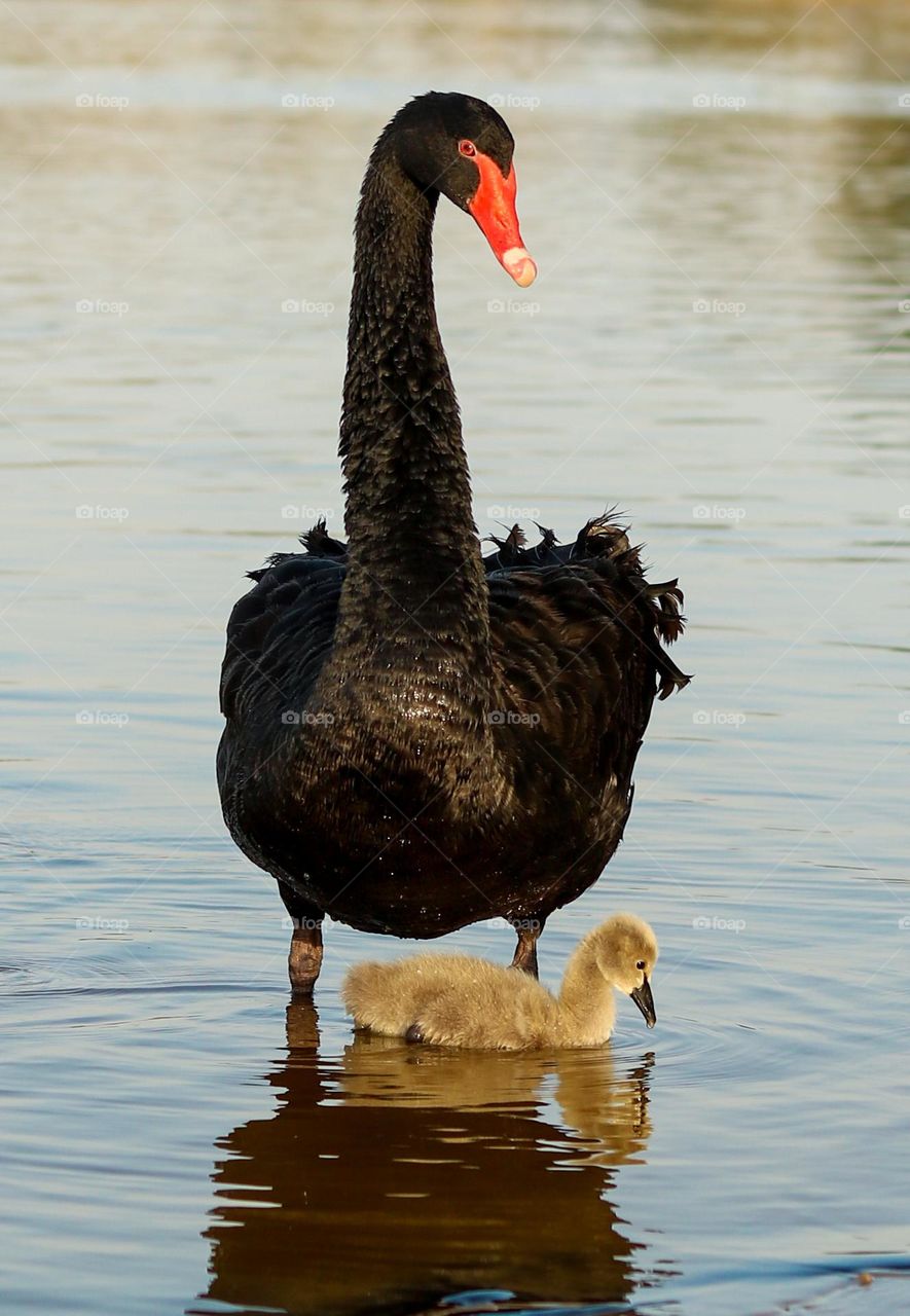 Black Swan