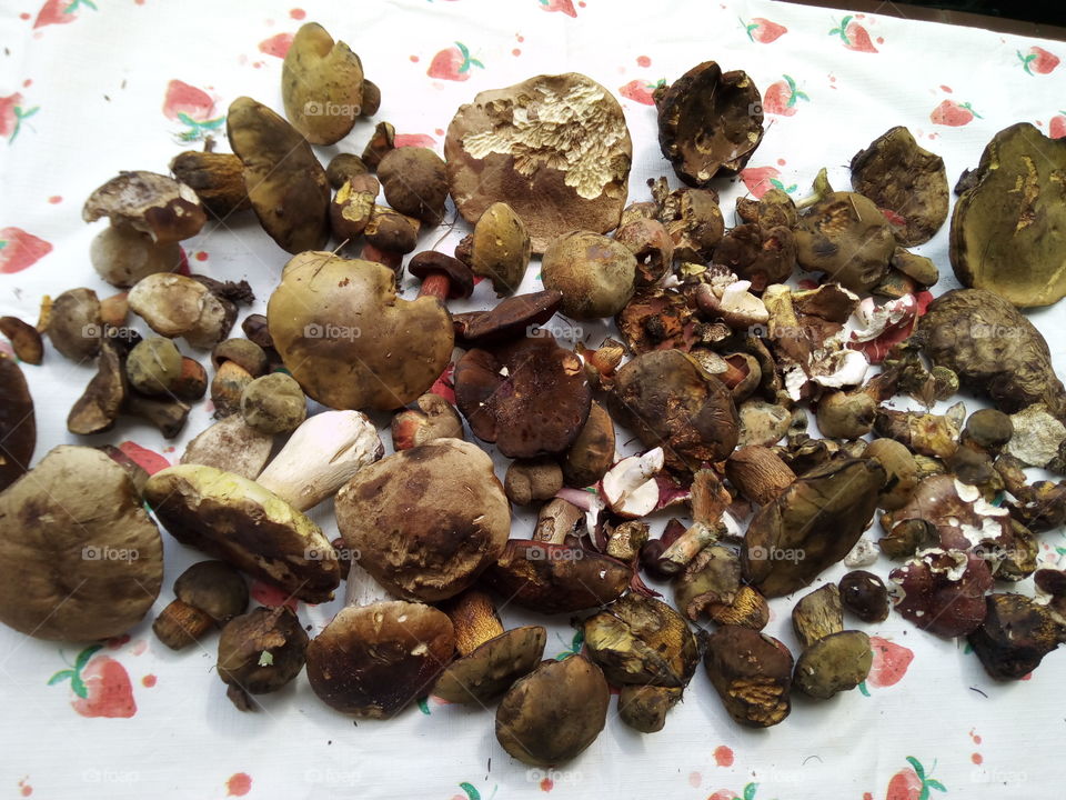 Mushrooms of the Black Forest