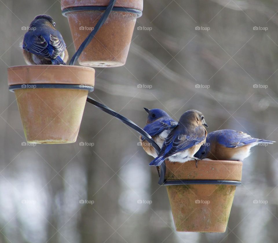 Eastern Bluebirds Gathering for Food