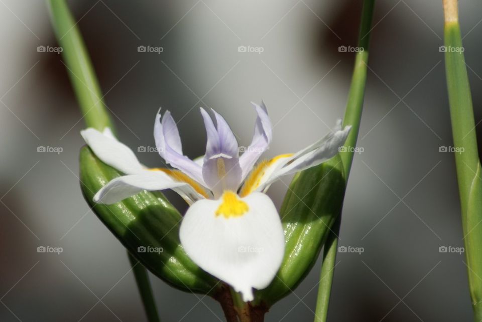 Flowering Orchid