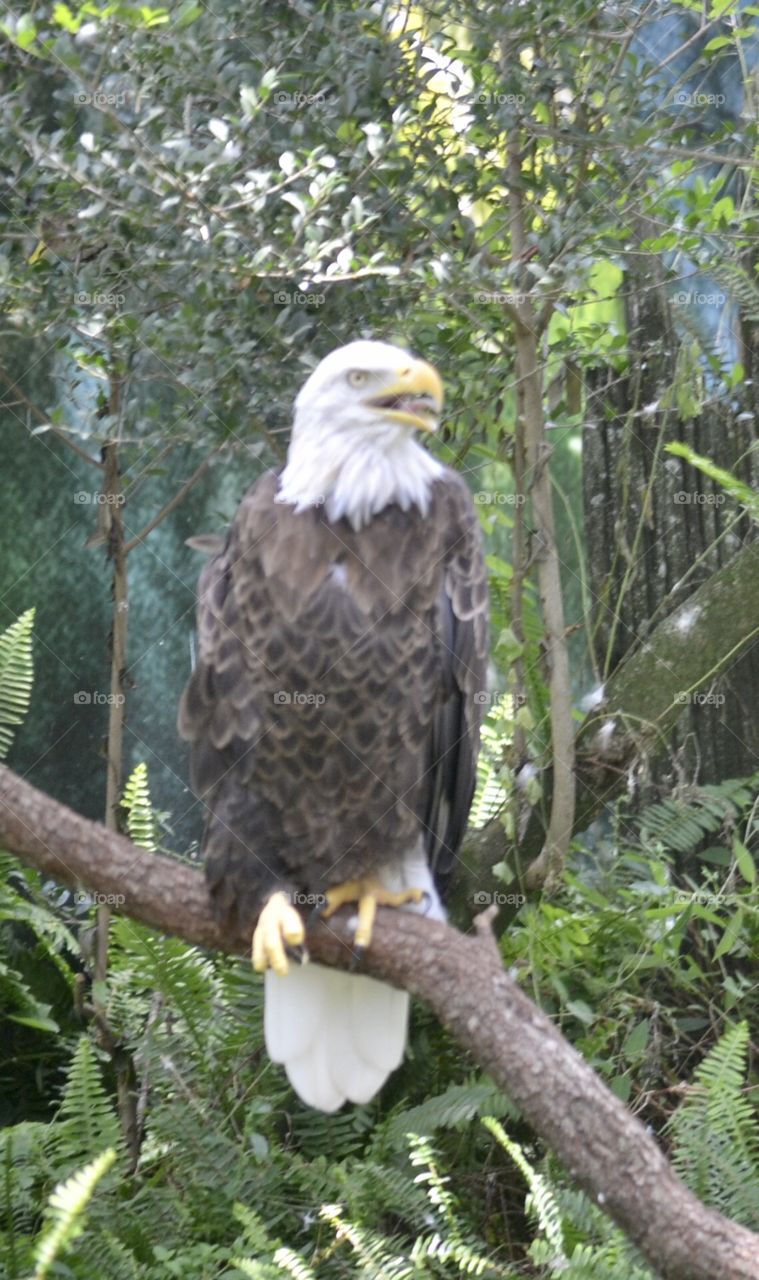 A bald eagle on a branch with open mouth