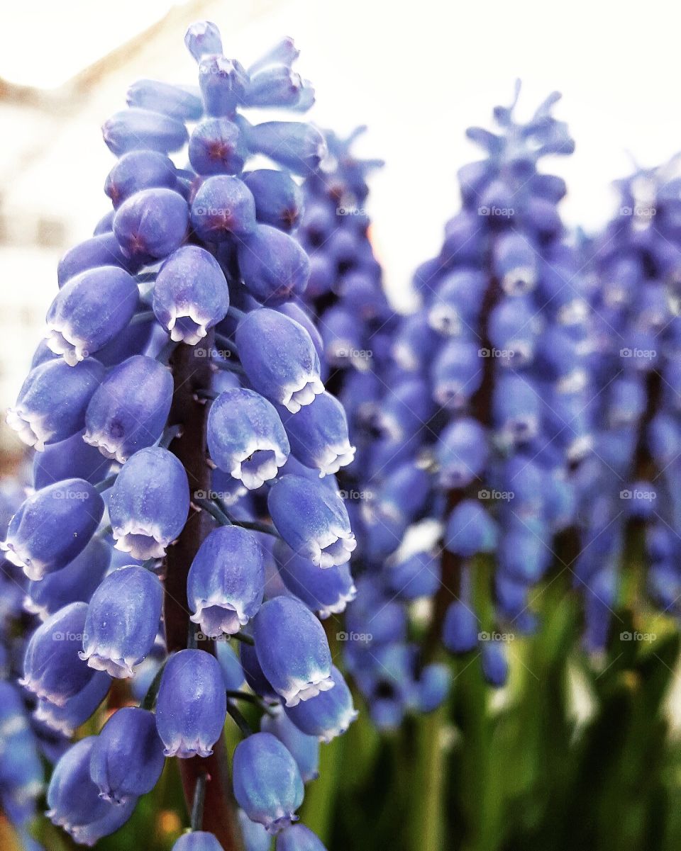 Nature, Flower, Flora, No Person, Hyacinth