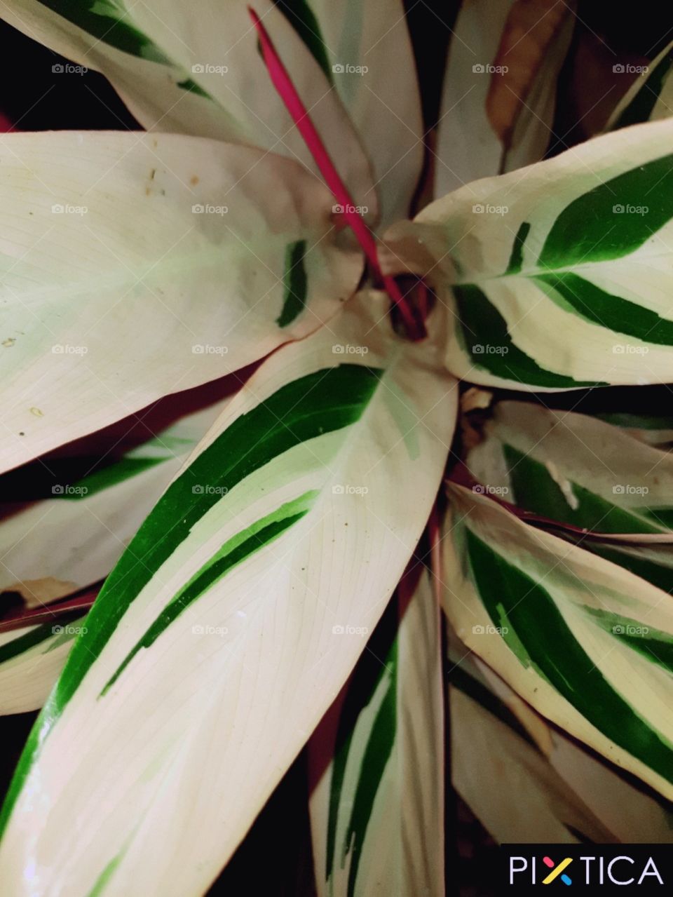 beautiful plants  calcium