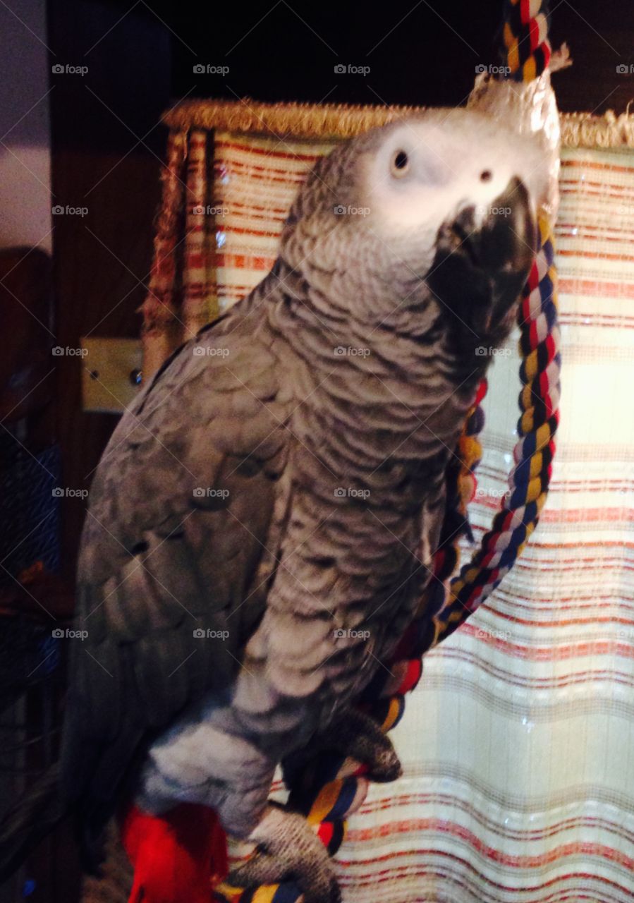 Parrot - African Grey Camping 