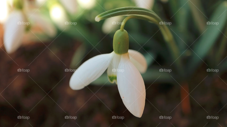 Detail of snowdrop