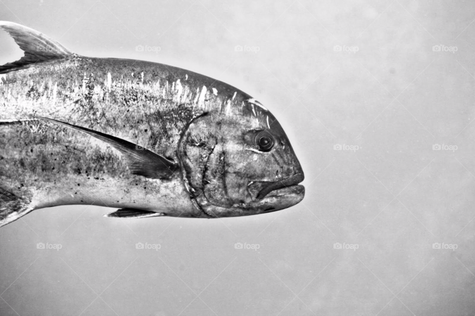 fish art sea portrait by hoslo