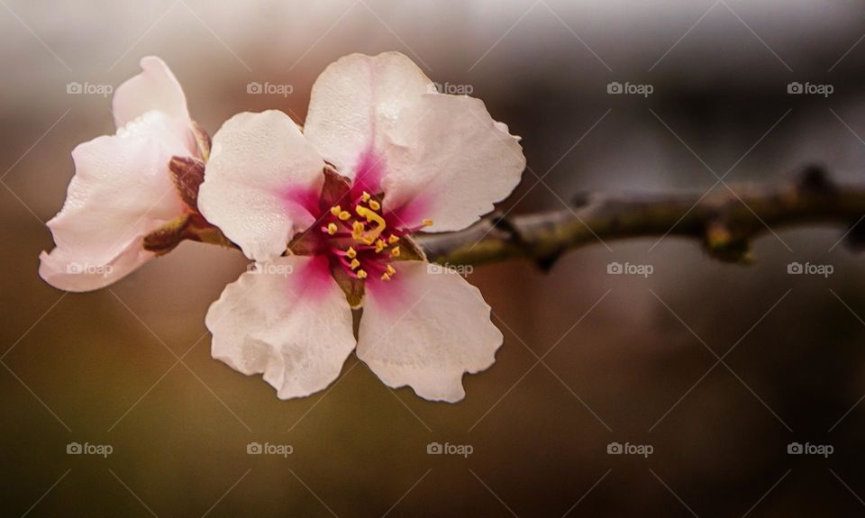 almond blossom	