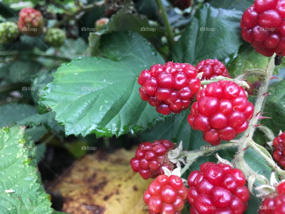 Blackberries 