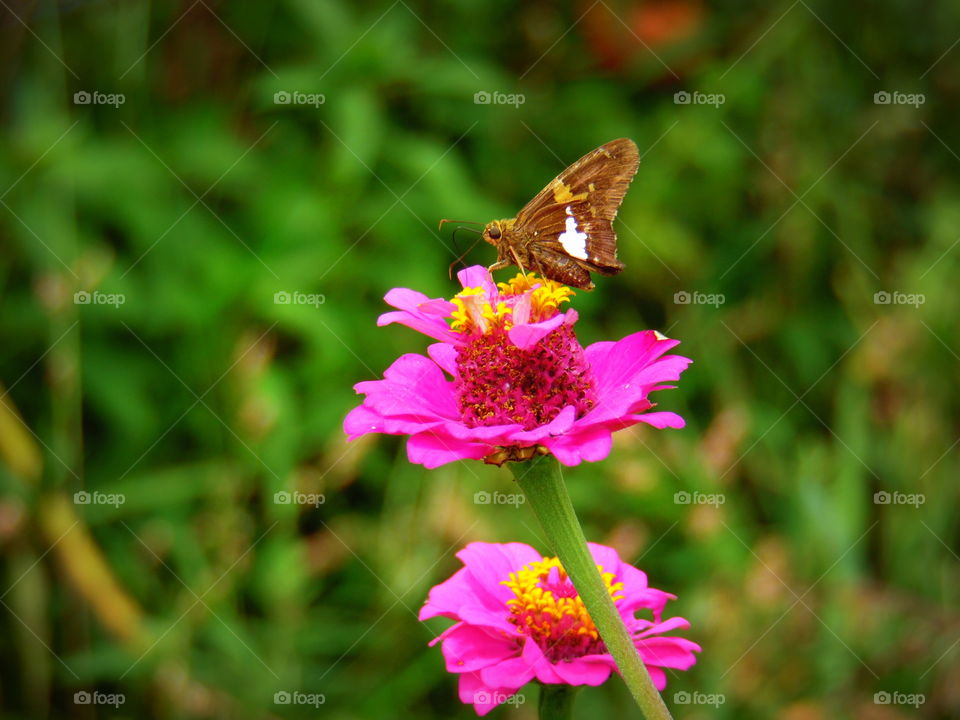 A Silver-Spotted Skipper sitting on a pink Zinnia on a warm summer sunshiny day.