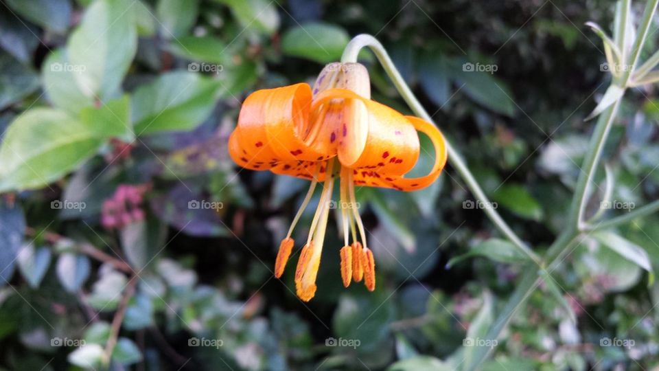 Love Oregon Wildflowers