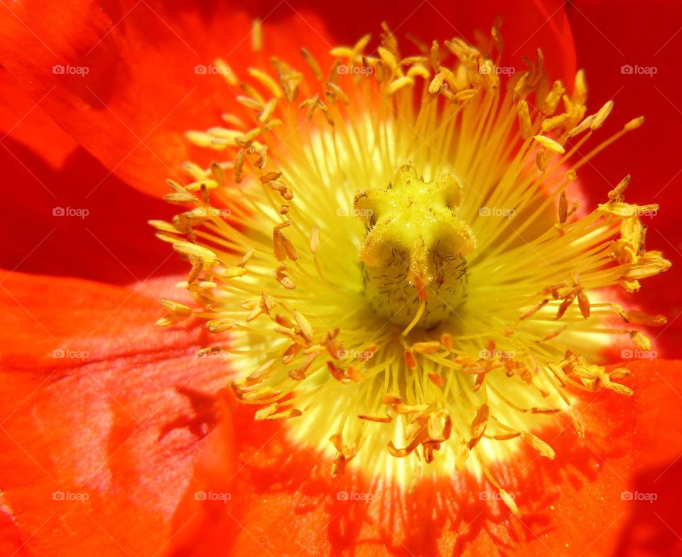 Extreme close up of poppy flower