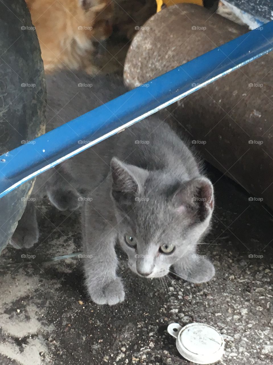 Stray kittens in the yard 