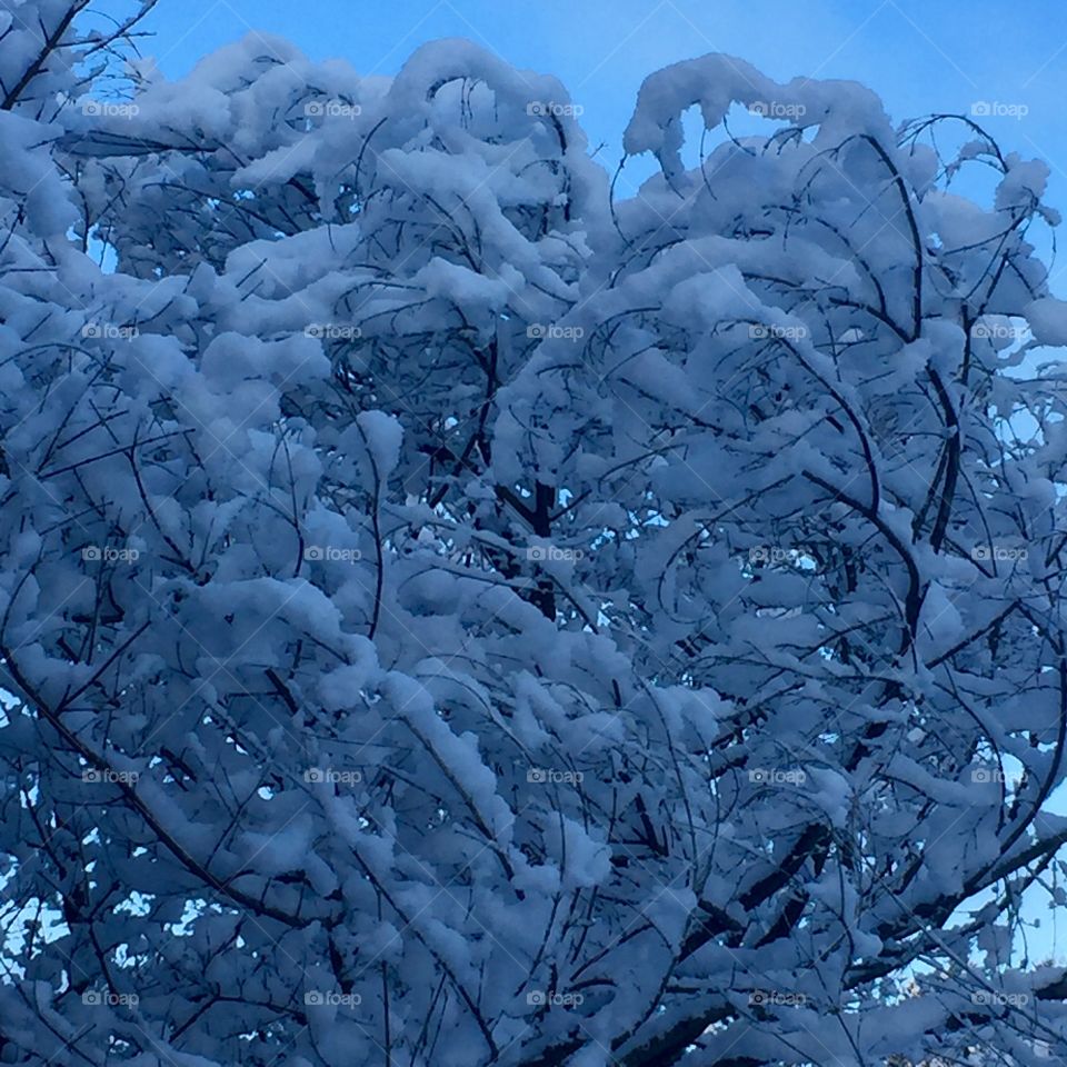 Tree covered in snow