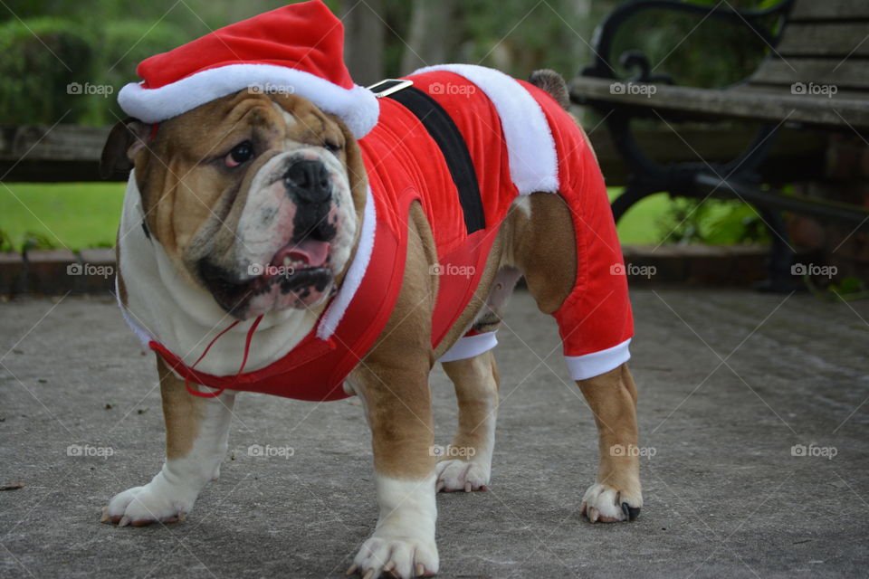 Bull dog dressed as Santa 