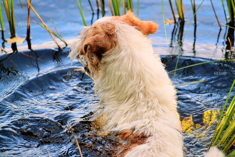 Dog in the lake