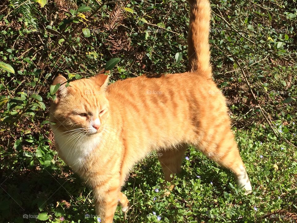 Orange cat outside