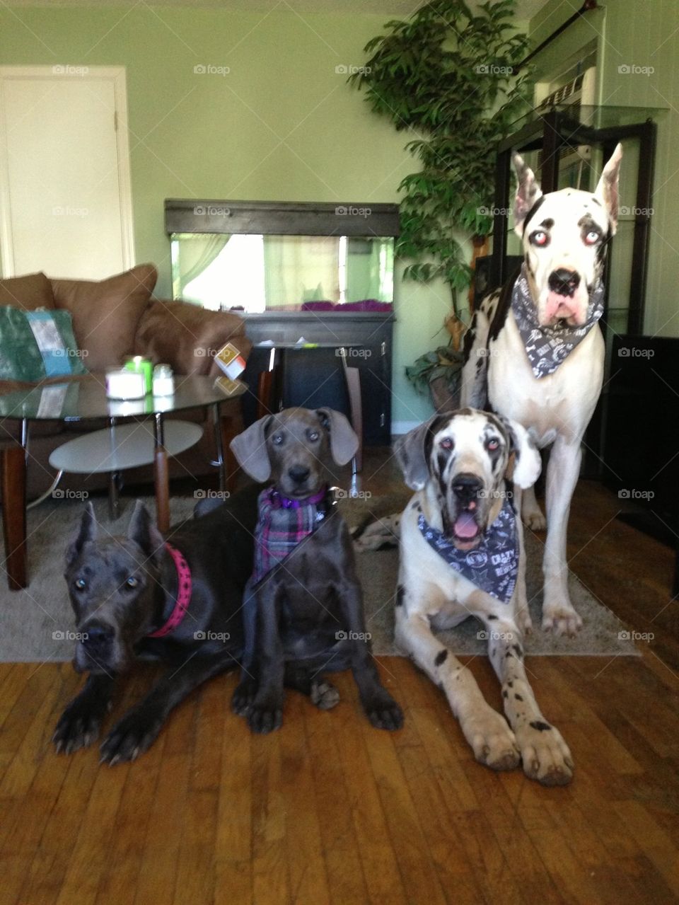 The Dane family 