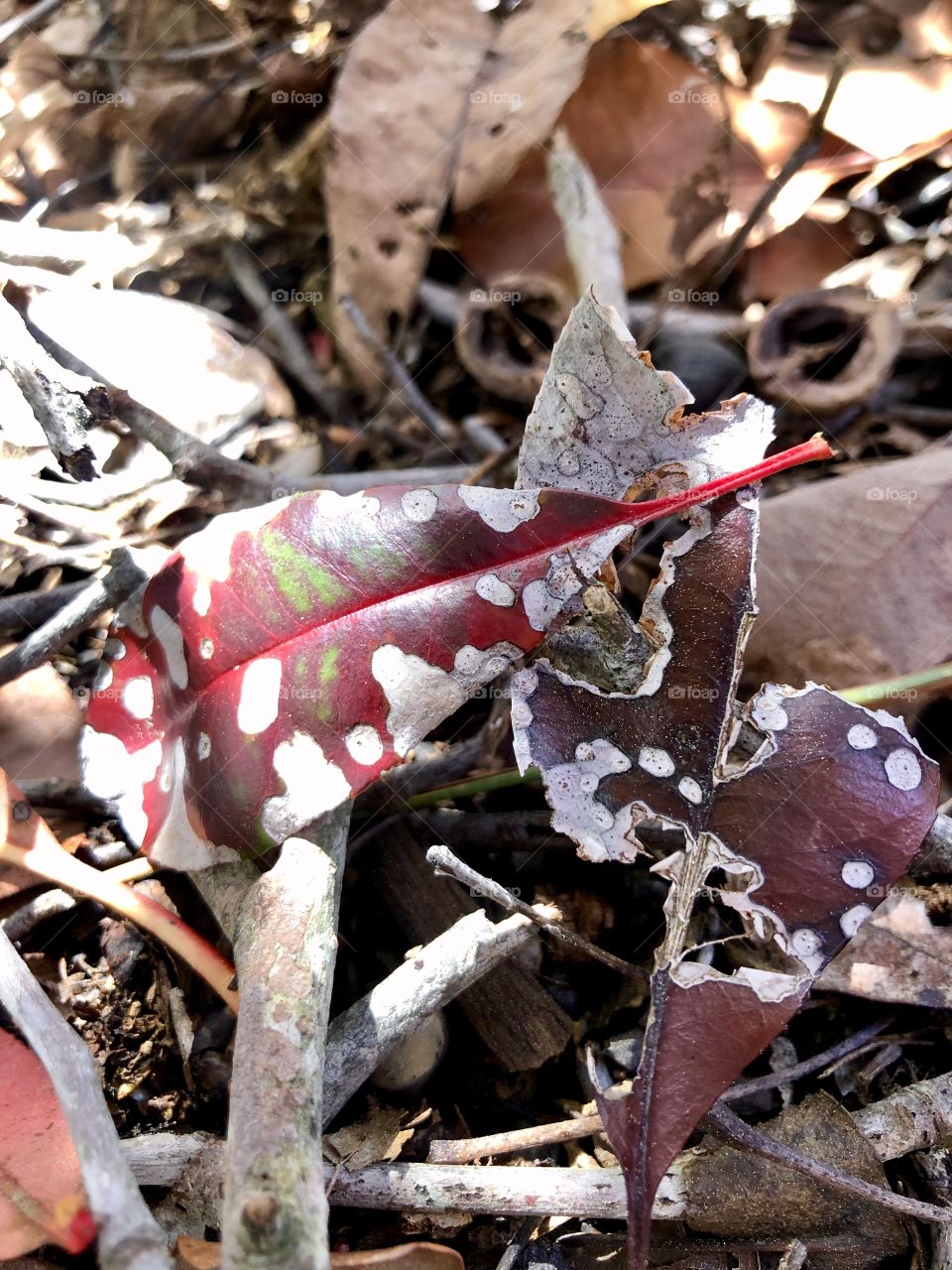 Colorful fallen leaf in dappled sunlight 