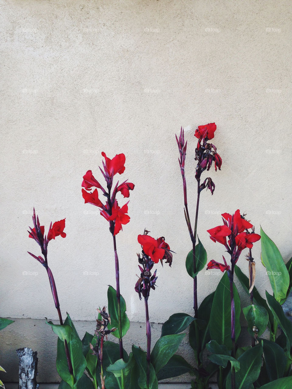 RED FLOWERS AGAINST WALL