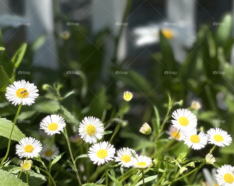 Cute little daisies 