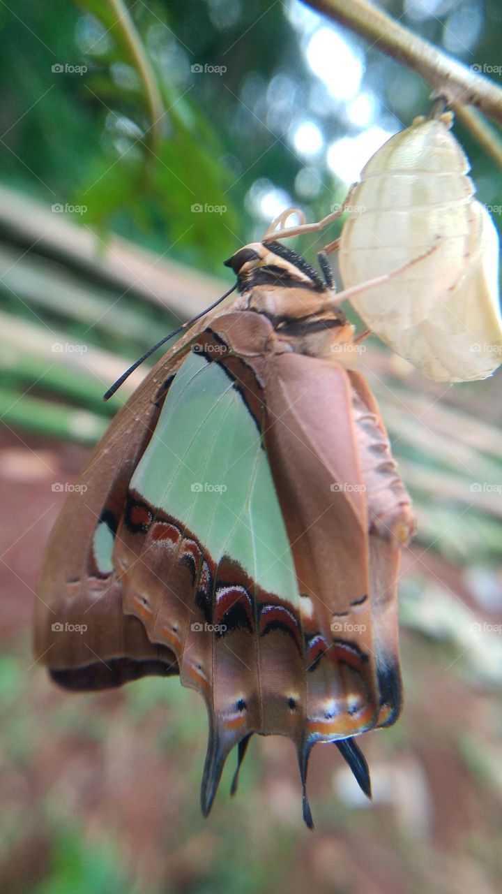 The butterfly that is still perched on the cocoon