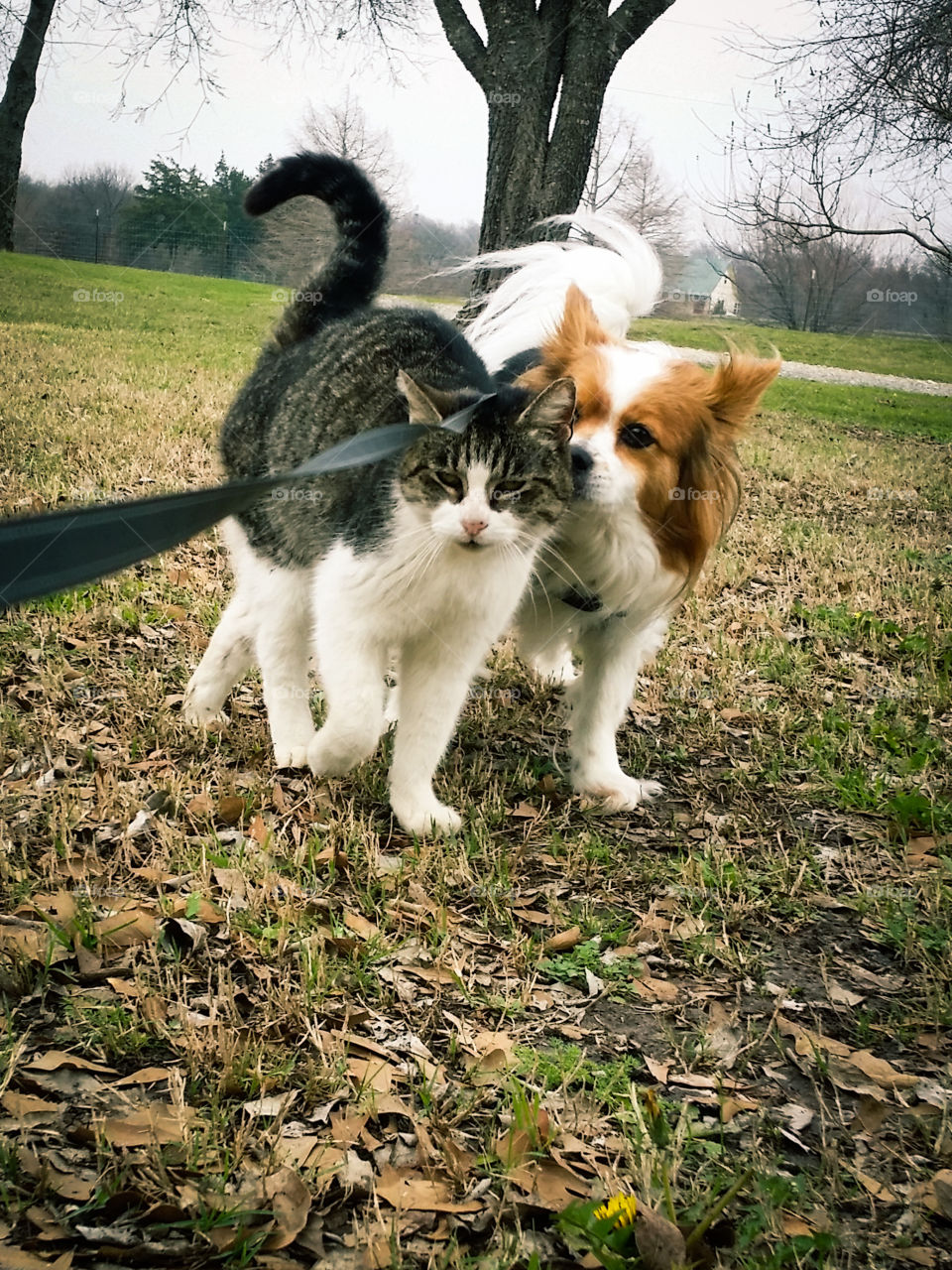 Gray Tabby Cat and Papillon Dog Walking Together