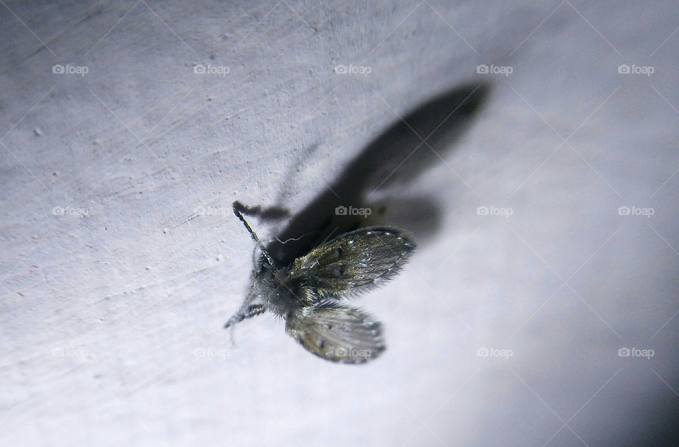 mosquito in my house