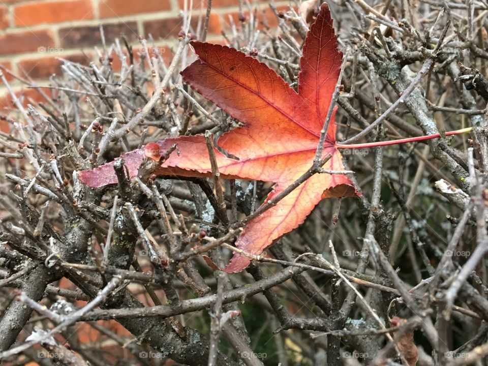 Leaf on sticks by bricks 