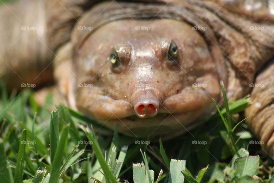 Extreme close-up of reptile turle