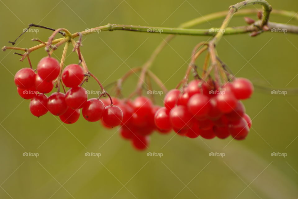 Viburnum branch with red berries