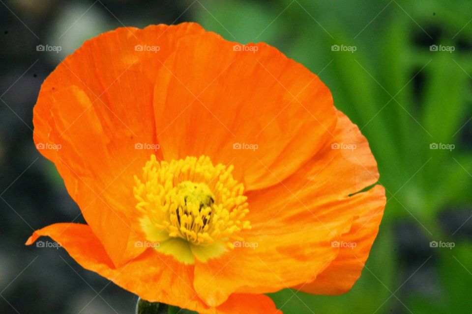 poppy flower