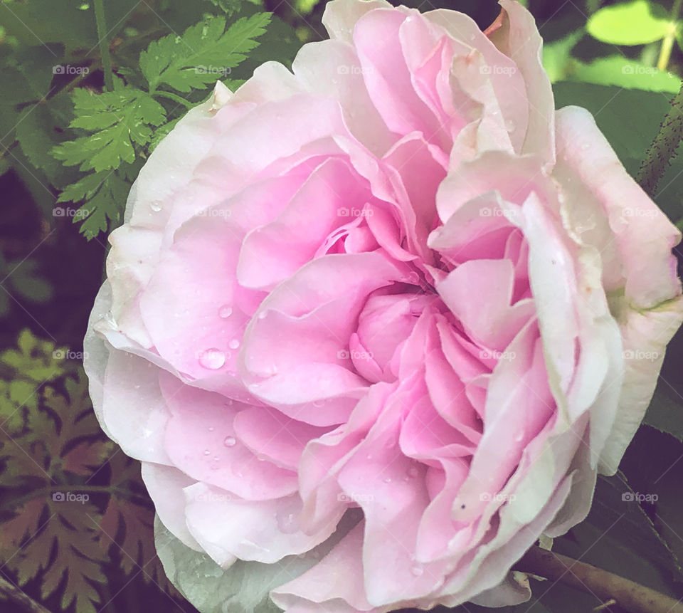 Rain drops on the soft pink petals of a French rose