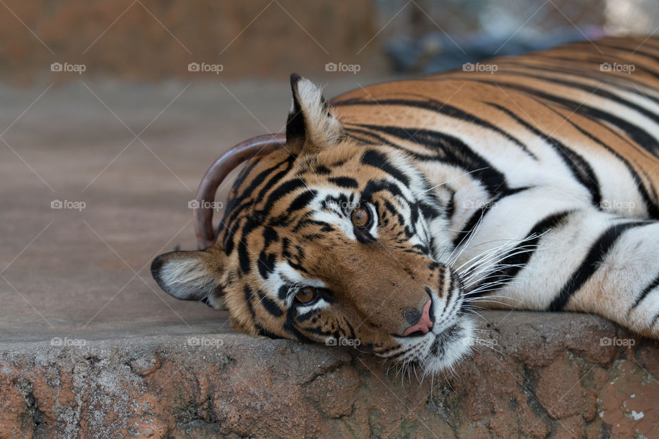 Wildlife, Tiger, Mammal, Cat, Zoo