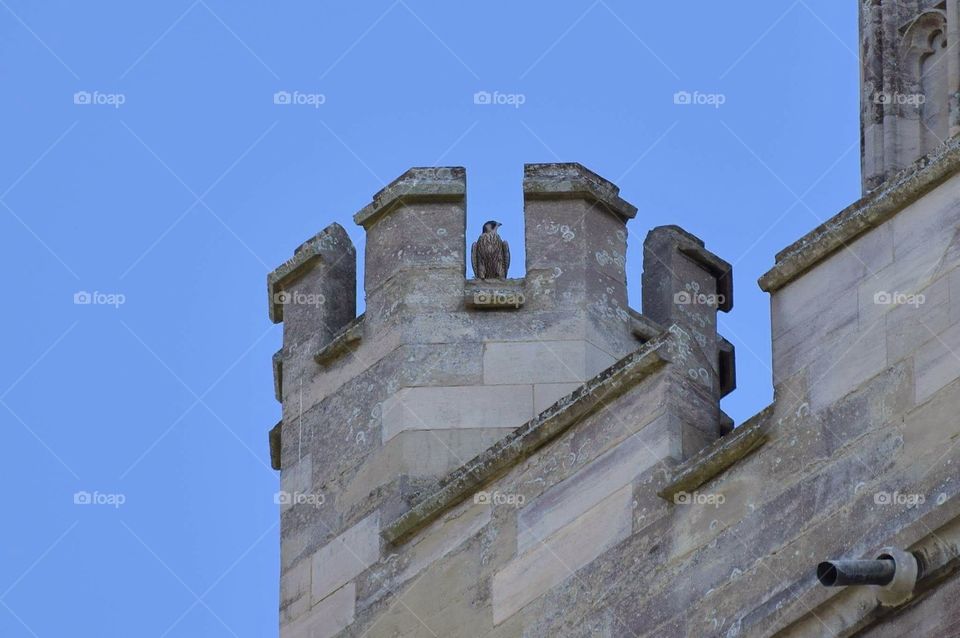 Chichester Peregrines at the Cathedral