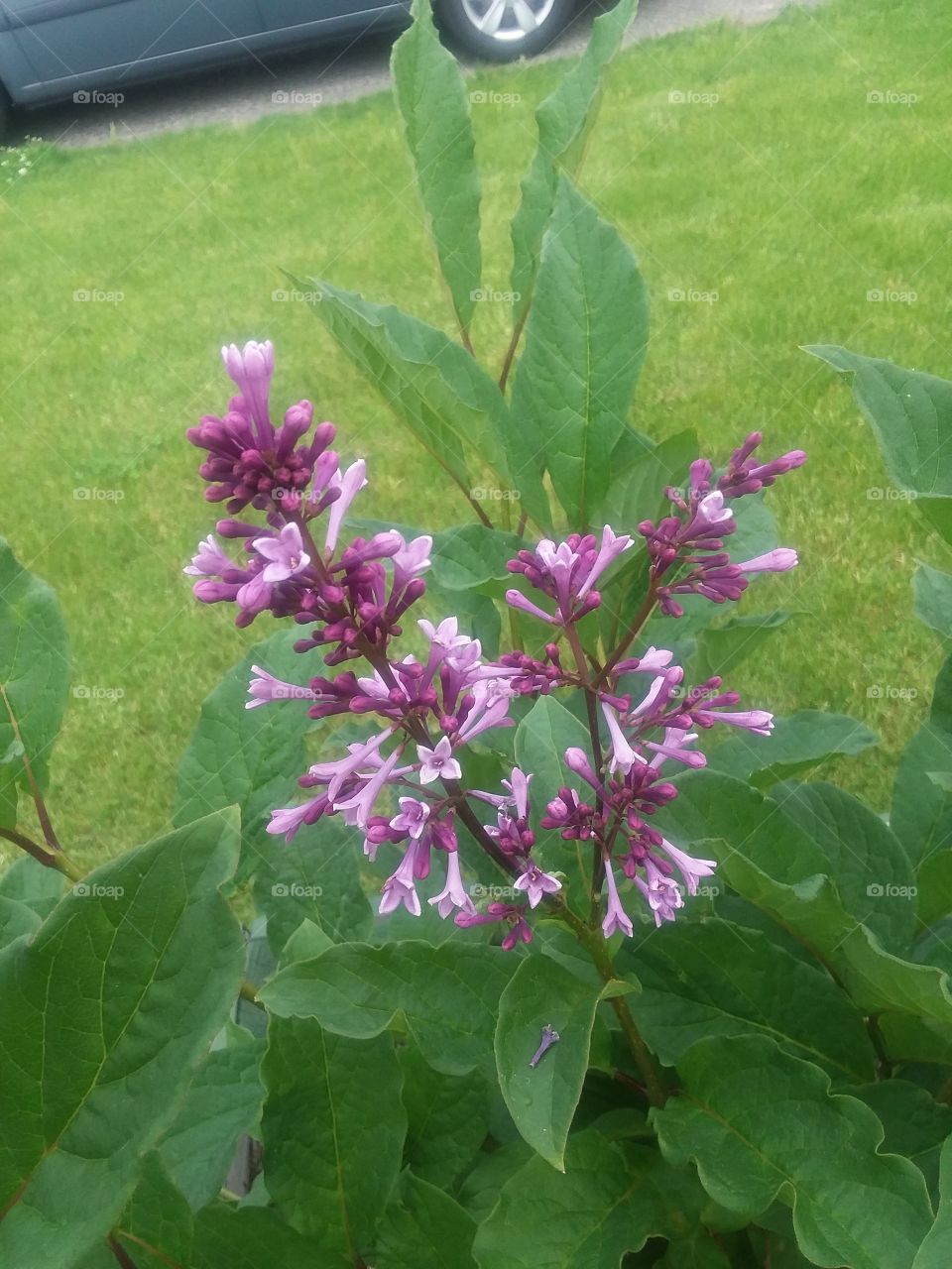 first Lilac blossoms