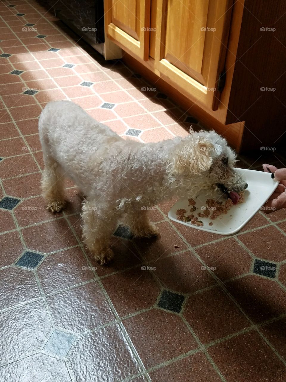 Dogs of the USA! Dog eating!