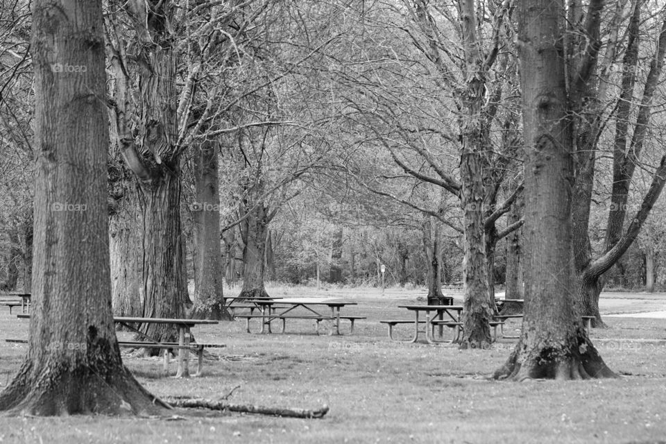 Tree, Wood, Nature, Landscape, No Person