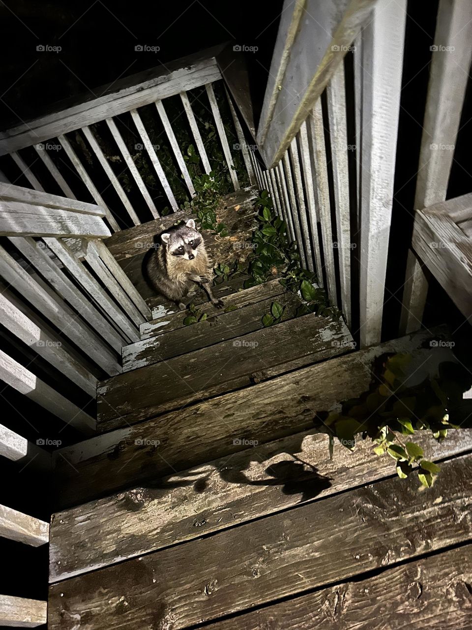 Raccoon foraging in backyard deck