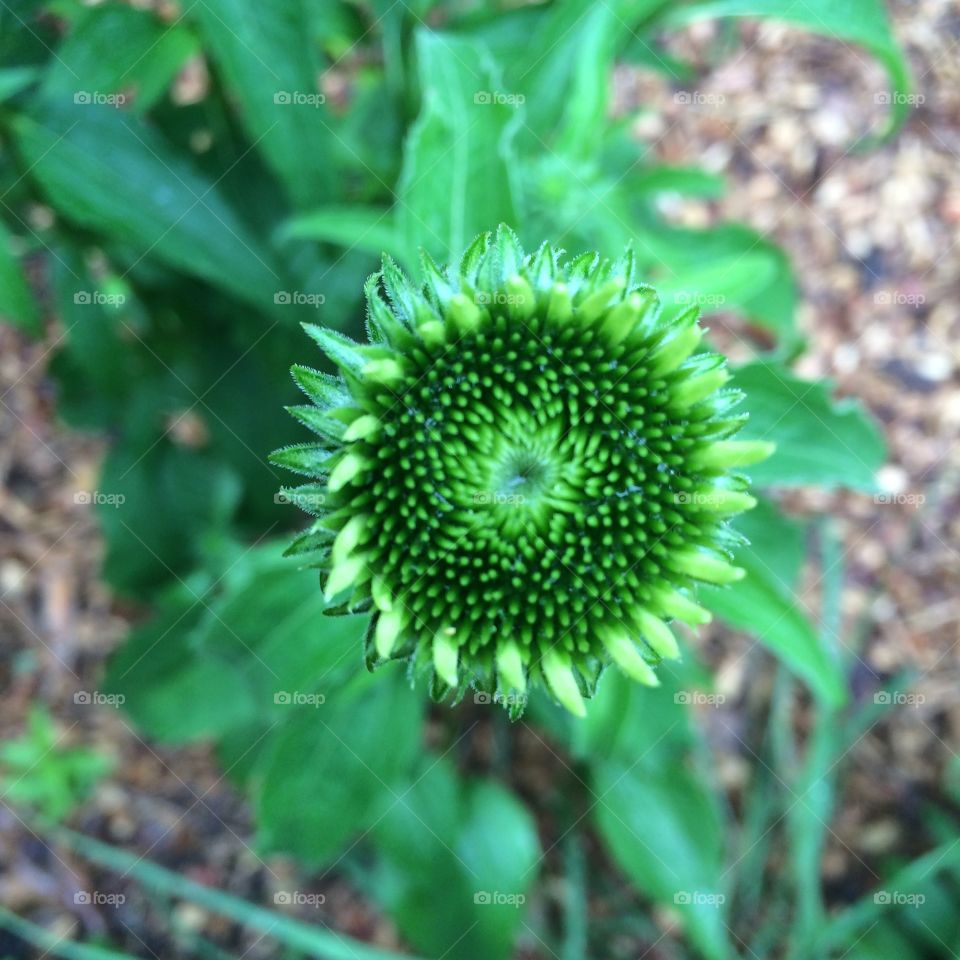 Echinacea