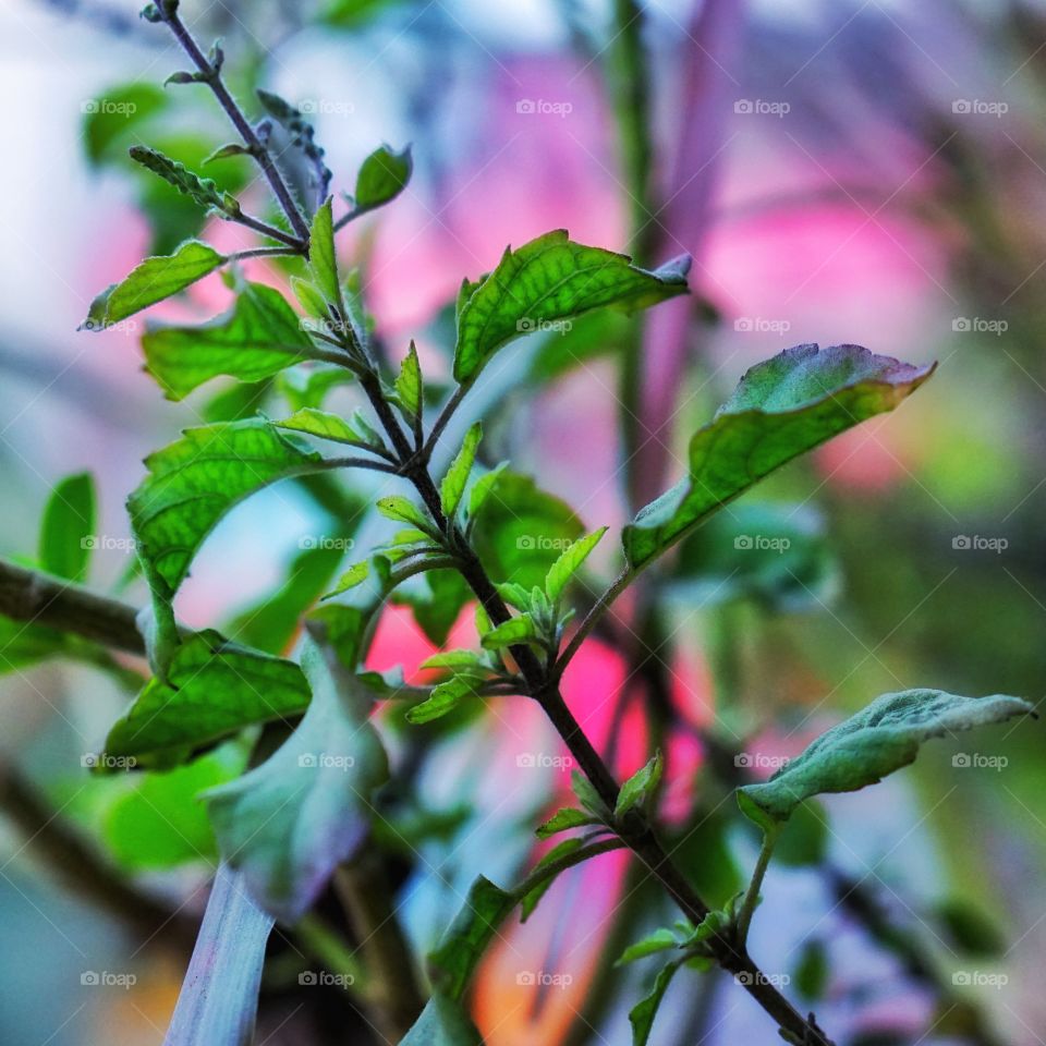 Basil leaves or Tulsi