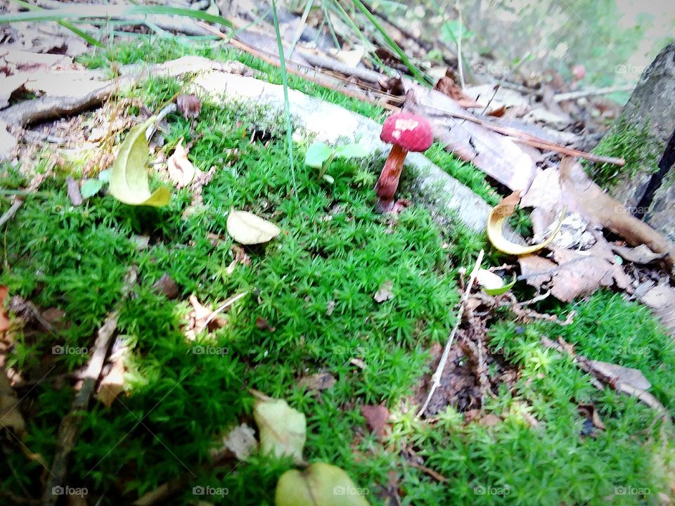 Little red mushroom in a bed of moss
