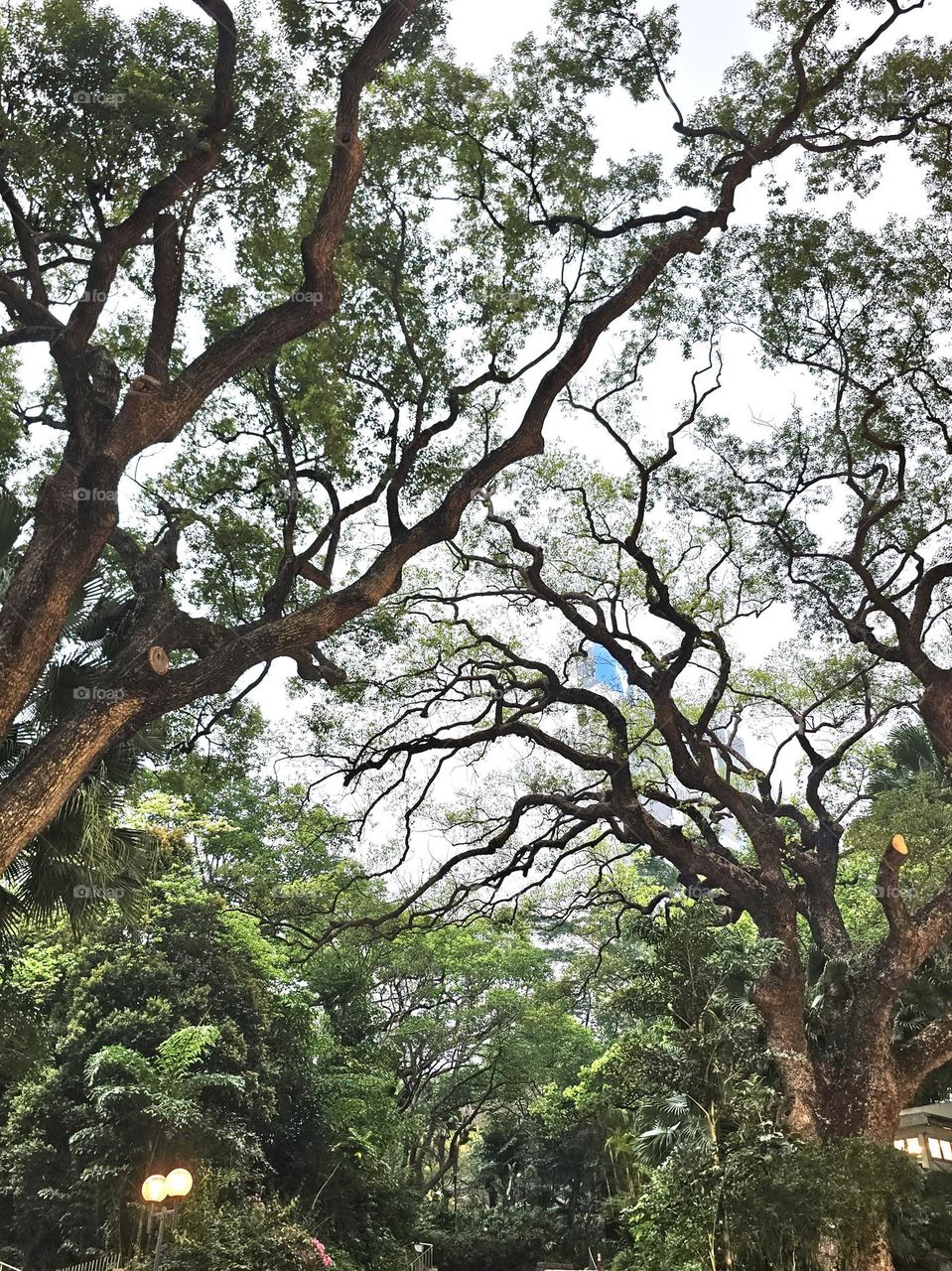 Trees at Kowloon Park TST Hong Kong